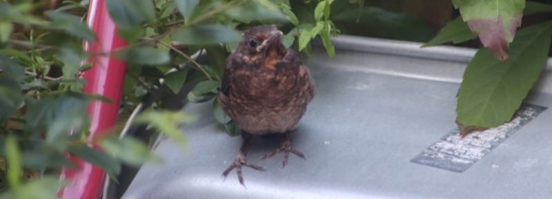 Ein Vogel im Garten. Citizen Science trägt dazu bei, Bestände zu zählen.