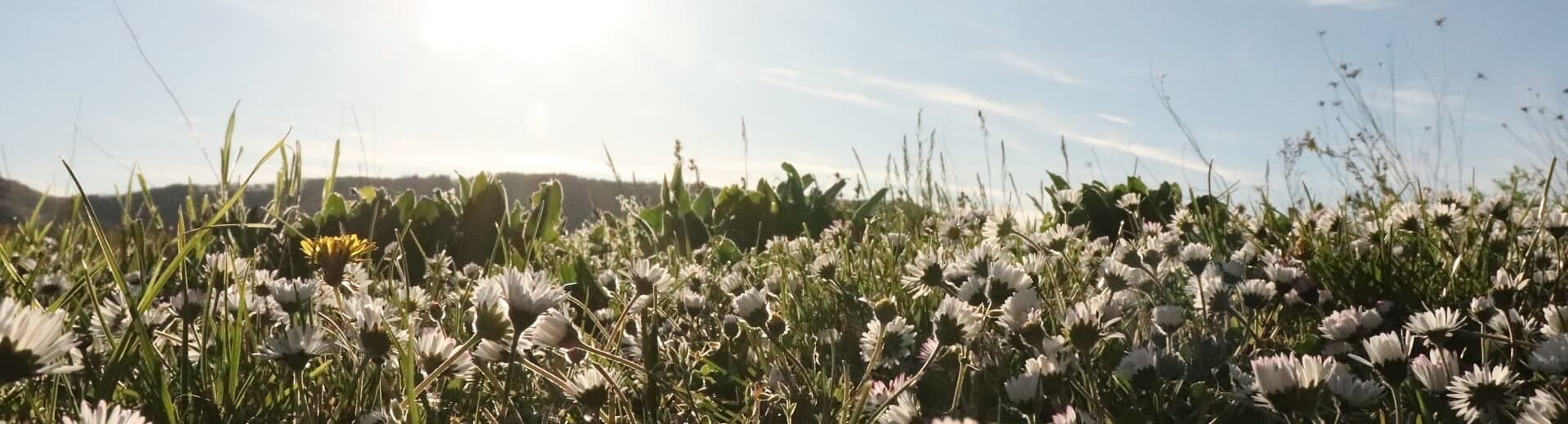 Eine Wiese mit Gänseblümchen